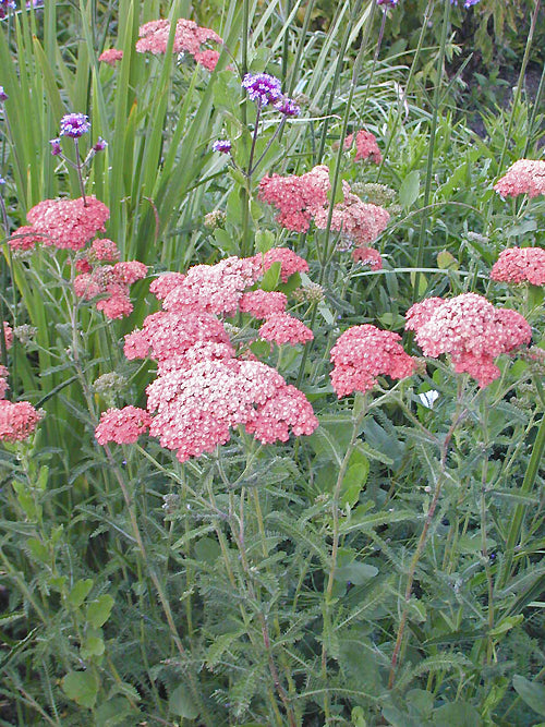 ACHILLEA 'SALMON BEAUTY'