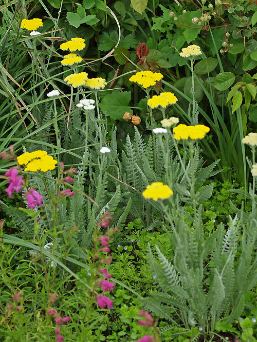 ACHILLEA 'SCHWELLENBURG'