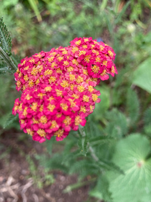 ACHILLEA MILLEFOLIUM 'SASSY TAFFY'