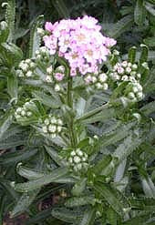 ACHILLEA SIBIRICA 'STEPHANIE COHEN'