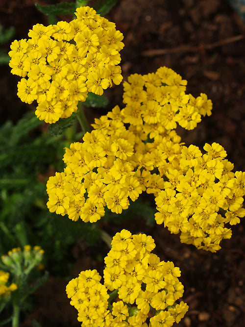 ACHILLEA TOMENTOSA