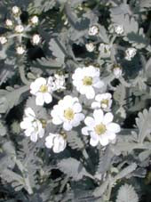 ACHILLEA UMBELLATA