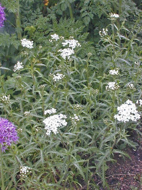 ACHILLEA 'W.B.CHILDS'