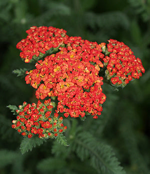 ACHILLEA 'WALTHER FUNCKE'