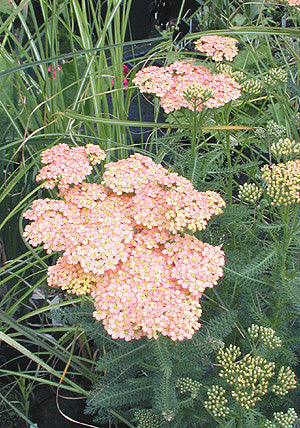 ACHILLEA 'WESERSANDSTEIN'