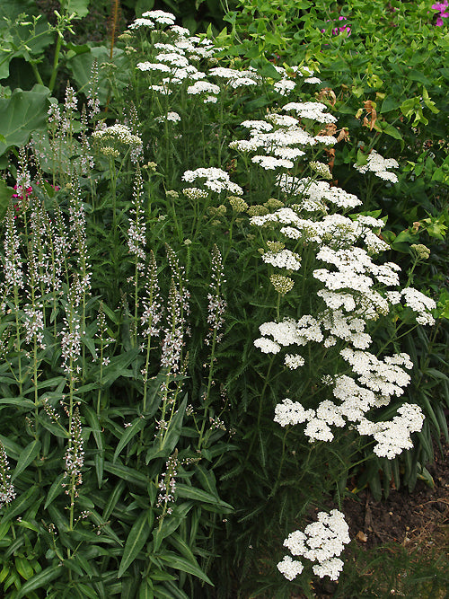 ACHILLEA MILLEFOLIUM 'WHITE QUEEN'