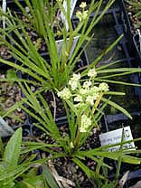 ACIPHYLLA CRENULATA