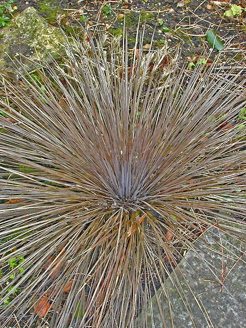 ACIPHYLLA SUBFLABELLATA