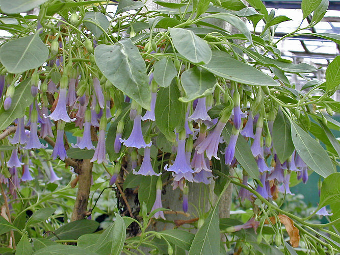 IOCHROMA AUSTRALE