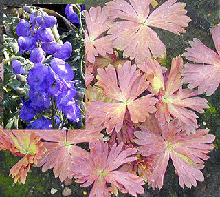 ACONITUM CARMICHAELII 'ROYAL FLUSH'