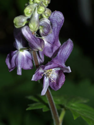 ACONITUM LYCOCTONUM subsp.LYCOCTONUM