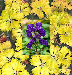 ACONITUM CARMICHAELII 'RIVER LUGG'