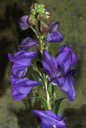 ACONITUM CARMICHAELII 'RIVER LUNE'