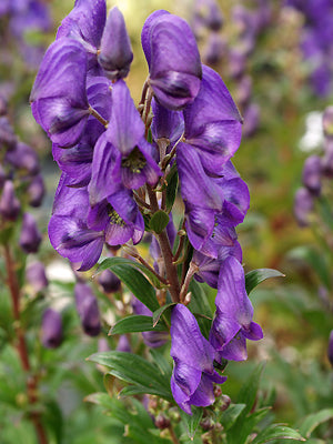 ACONITUM CARMICHAELII 'RIVER TEES'