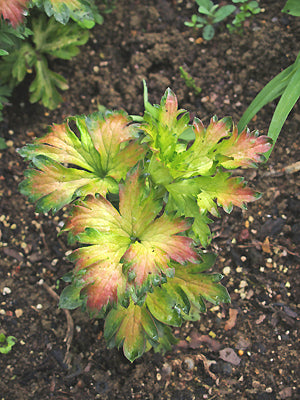 ACONITUM CARMICHAELII 'RIVER DEE'