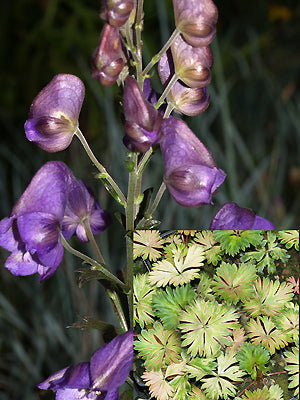 ACONITUM CARMICHAELII 'RIVER WELLAND'