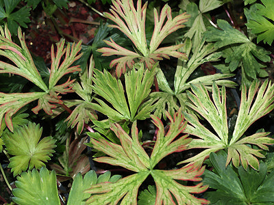 ACONITUM CARMICHAELII 'RIVER MEDWAY'