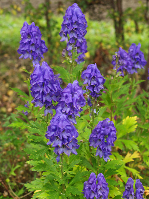 ACONITUM CARMICHAELII 'RIVER TEIFI'