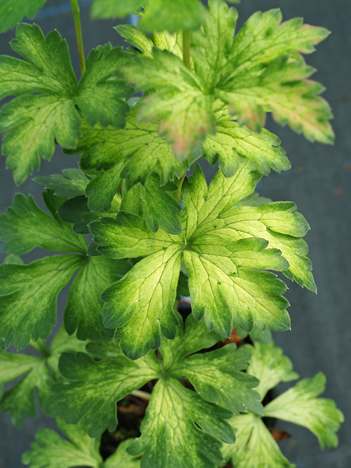 ACONITUM CARMICHAELII 'RIVER FINN'