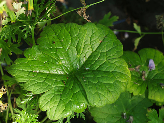 ACONITUM ALBOVIOLACEUM