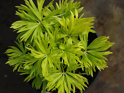 ACONITUM ANGLICUM 'SPRING YELLOW'