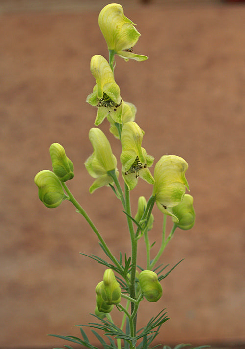 ACONITUM ANTHORA