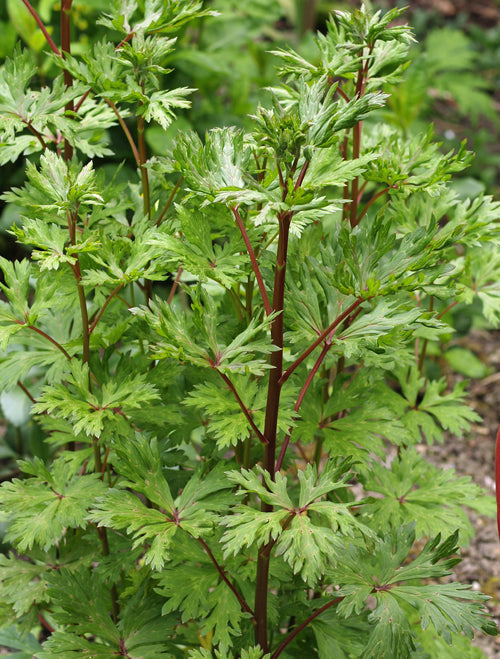 ACONITUM BARTLETTII BSWJ337