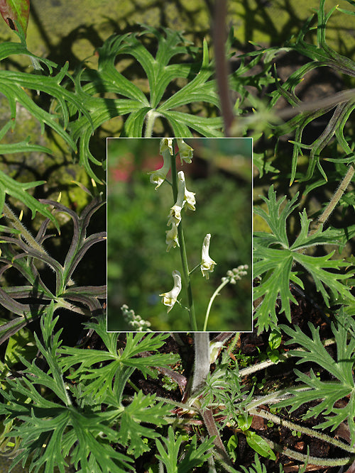 ACONITUM BARBATUM