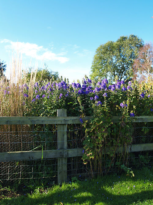 ACONITUM CARMICHAELII 'ARENDSII'