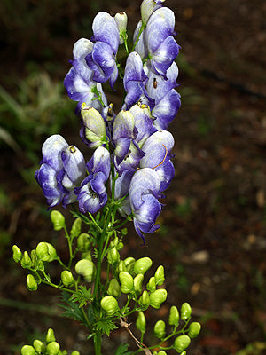 ACONITUM x CAMMARUM 'BIColour'