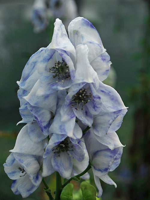 ACONITUM 'CLOUDY'