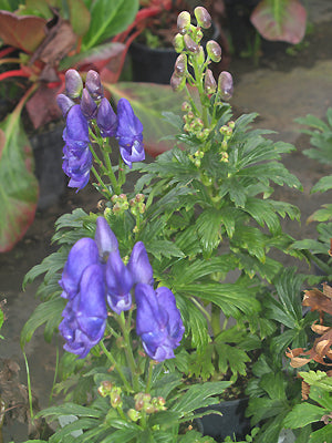 ACONITUM CARMICHAELII