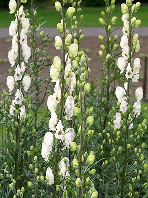 ACONITUM NAPELLUS 'GLETSCHEREIS'