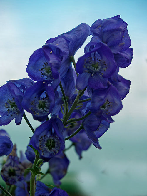 ACONITUM HEMSLEYANUM