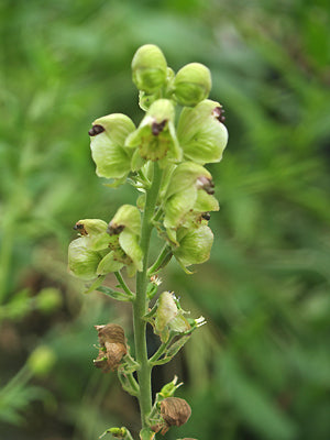 ACONITUM INCISOFIDUM