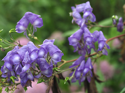 ACONITUM JAPONICUM