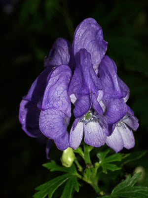 ACONITUM CARMICHAELII ex NEPAL ex Kath Dryden