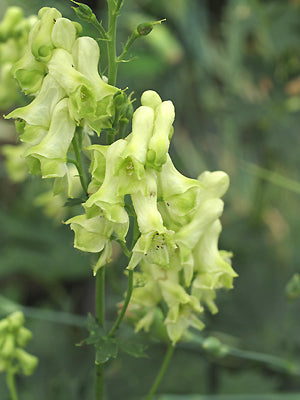 ACONITUM KRYLOVII