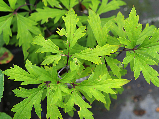 ACONITUM KUSNEZOFFII