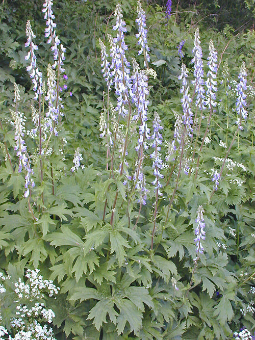 ACONITUM LYCOCTONUM subsp.LYCOCTONUM 'GRAUPE'