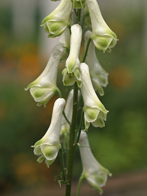 ACONITUM LYCOCTONUM subsp.VULPARIA