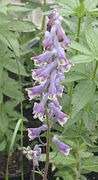 ACONITUM LYCOCTONUM subsp.MOLDAVICUM grey-blue