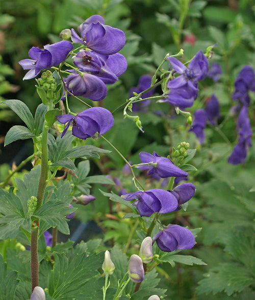 ACONITUM from Mrs.Marrow