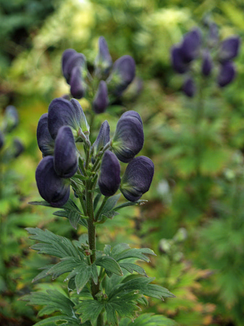 ACONITUM NAGARUM KR 7589