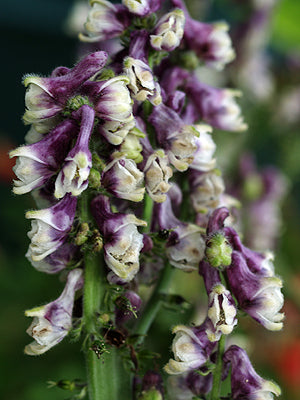 ACONITUM PSEUDOLAEVE