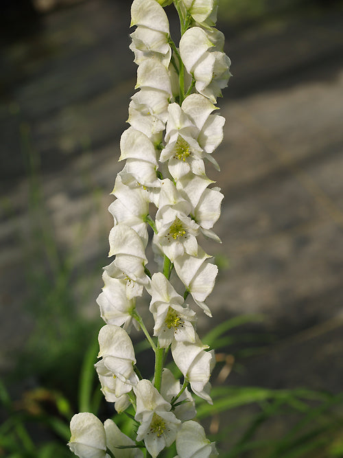 ACONITUM NASUTUM WHITE FORM