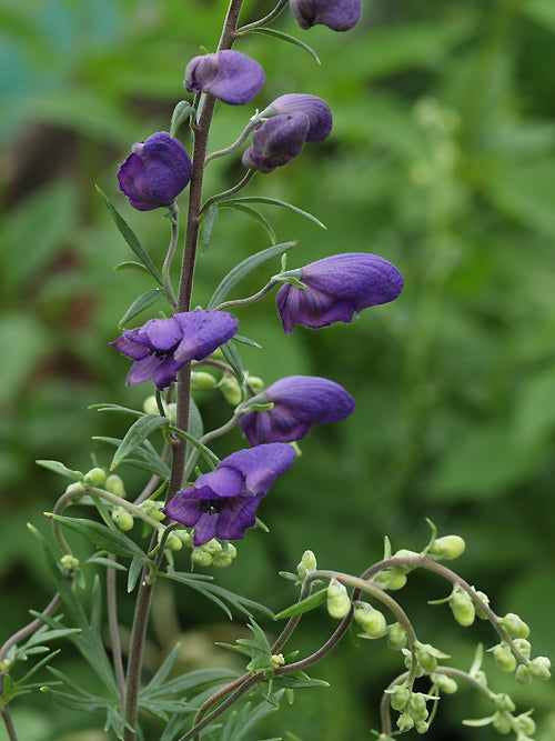 ACONITUM SACHALINENSE