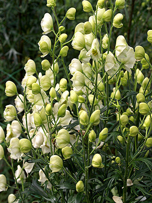 ACONITUM NAPELLUS 'SCHNEEWITTCHEN'