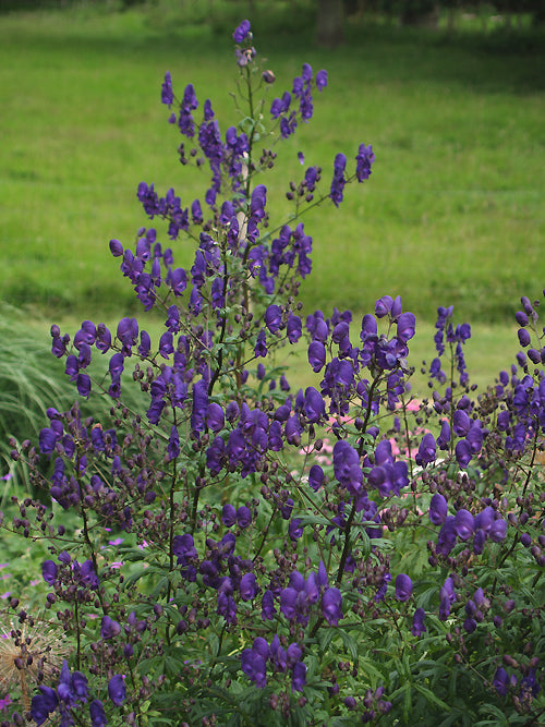 ACONITUM 'SPARK'S VARIETY'