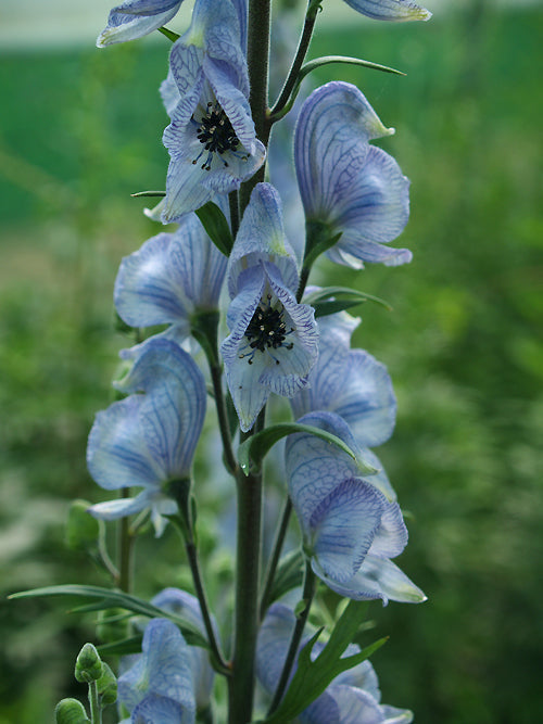 ACONITUM 'STAINLESS STEEL'